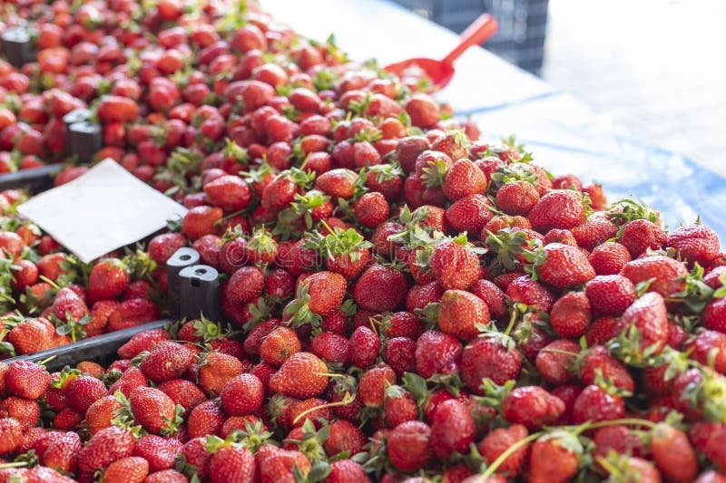 Valencia FivePoint Farmers Market 4